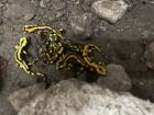 Feuersalamander Salamandra salamandra terrestris