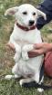 Rieke - Schüchternes Hundekind Rieke sucht dringend Familie