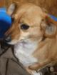 Bengy - unsichere Hunde-Omi sucht sicheres Zuhause