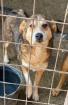 Lona - Hundedame Lona wartet auf ihre Chance