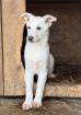Clair - Hübsches Hundekind Claire sucht einfühlsames Zuhause