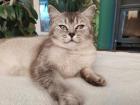 BKH Kitten in weiß