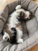 Suzy - Sensible Kuschelkatze Suzy sucht liebevolles Zuhause