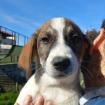 Harley sucht ein Zuhause