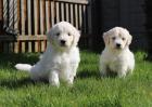 Golden Retriever sucht eine neue Familie