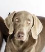 Schöne junge Weimaranerhündin abzugeben