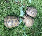Steppenschildkröten Gruppe