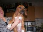 Rhodesian Ridgeback Welpen