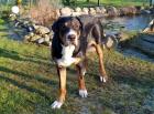 Welpen Große Schweizer Sennenhunde