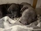 Pit. Amstaff Mischlinge