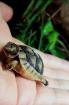 NZ Breitrandschildkröte Babys 2025