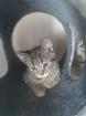BKH Kitten suchen ein schönes Zuhause