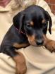 Reinrassige Dobermann Welpen