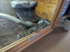 0. 1 het Piebald DNZ 2014 ggf. inkl. Terrarium