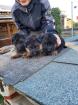 Sehr schöne schwarz-braune Schäferhundwelpen zu verkaufen.