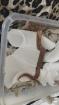 Boa C. Constrictor zur Abgabe