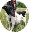 VANDA - 45 cm - SÜSSE HUNDEDAME IN NOT aus dem Tierschutz