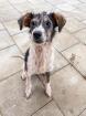 Hundejunge Darby