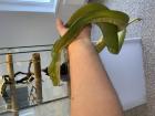 Wegen Hobbyaufgabe Grüner Baumpython Morelia Viridis 0. 01 abzugeben