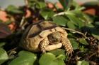 Breitrandschildkröten Testudo marginata eigene Nachzucht 2022.