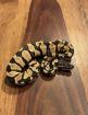 Königspython aus eigener Zucht Jungtier Python regius Ballpython