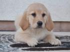 Golden Retriever Welpen