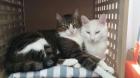 Harry Toma zwei unzertrennliche Kater