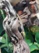 Goldstaubtaggecko blue line weiblich Phelsuma laticauda angularis 0. 1