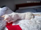 Devon Rex Kitten Abgabe Anfang August