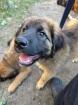 Welpen Hündin germanischer Bärenhund