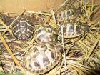Schildkröten