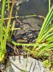 Wasserschildkröte zu verschenken