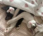 Bella Luna - Schmusekätzchen Bella Luna - zwei beste Freundinnen