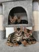 BengalKitten suchen neue Zuhause
