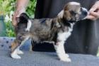 Tibet-Terrier Welpen FCI Rüden