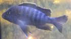Malawi Butnbarsch blau
