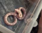 Kornnatter Pantheropis Guttatus NZ 07 25