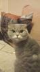 Scottish Fold sucht neues Zuhause