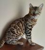Wunderschöne Bengalkatzen/Kitten von Züchterin