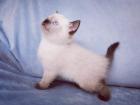 Kitten Katzen Babys