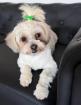 Jojo - Bichon-Dame Jojo schmust gern