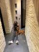 Irish Setter