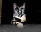 Ruhige zurückhaltende Katze abzugeben Liebevolles Zuhause gesucht
