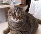 Tomi - Notfall Schmusekater Tomi sucht dringend neues Zuhause als Einzelprinz