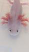 Junge Axolotl in 32760