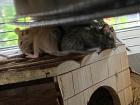 Verschenke bis zu 14 DEGU-Zuckerschnäuzchen Alter ca. 8 Wo. in Gruppen v. min. 3 Tieren männ